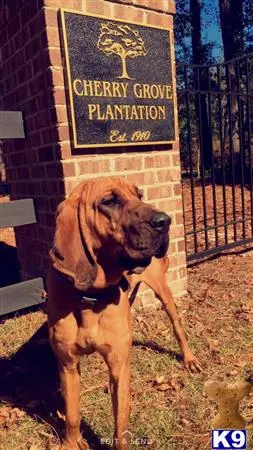 Bloodhound stud dog