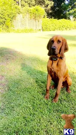 Bloodhound stud dog