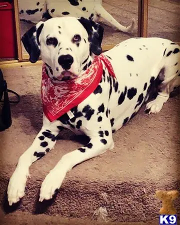 Dalmatian