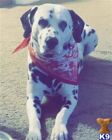 Dalmatian stud dog