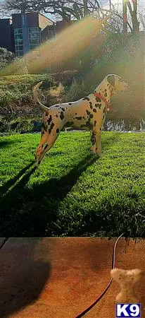 Dalmatian stud dog