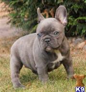 french bulldog puppy posted by hannes