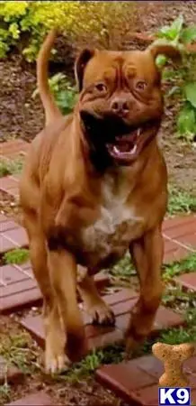 Dogue De Bordeaux