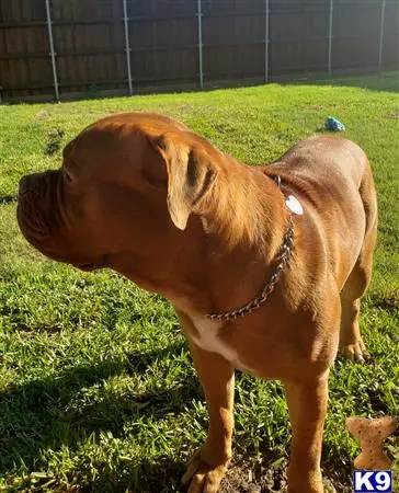 Dogue De Bordeaux stud dog