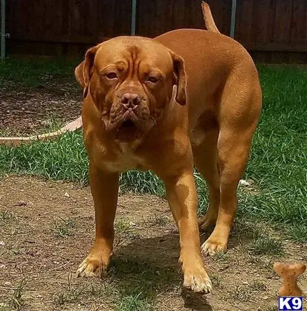 Dogue De Bordeaux stud dog