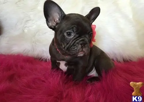 French Bulldog