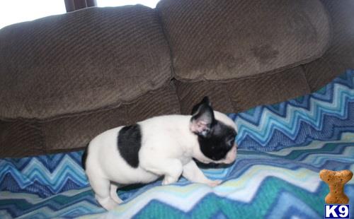 French Bulldog dog