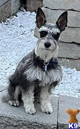 Miniature Schnauzer stud dog