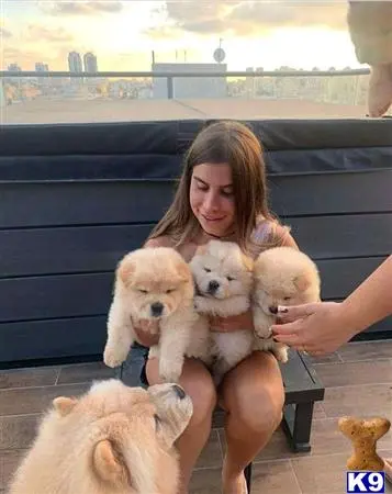 Chow Chow puppy for sale