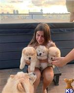 chow chow puppy posted by hansa001