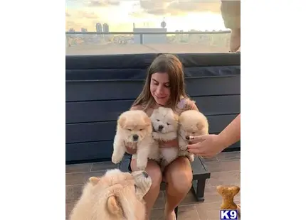 a person holding a group of chow chow puppies