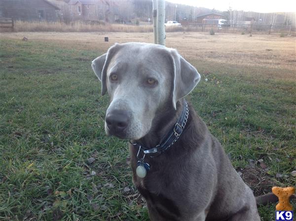 a labrador retriever dog sitting in the grass