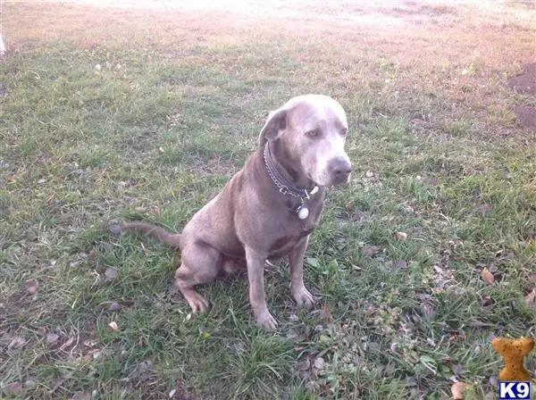 Labrador Retriever stud dog