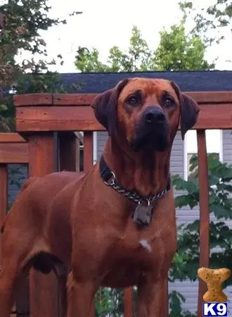 Rhodesian Ridgeback