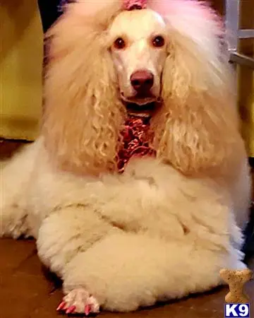 Poodle female dog: Fluffy white Poodle with a styled coat and pink accessories