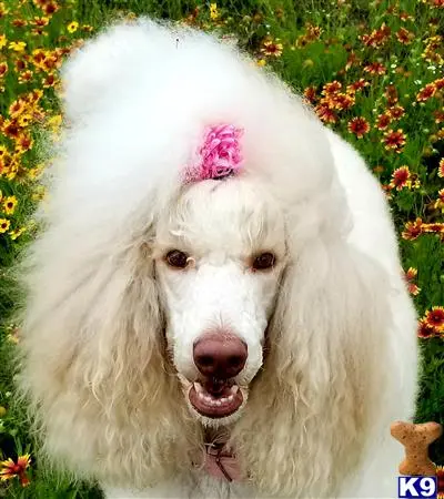 Poodle female dog: White Poodle with curly coat and pink flower in fur