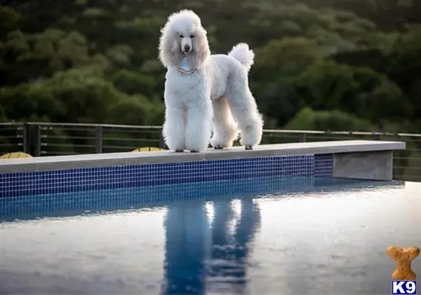 Poodle female dog: White Poodle standing on the edge of a pool