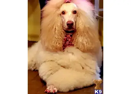 Poodle