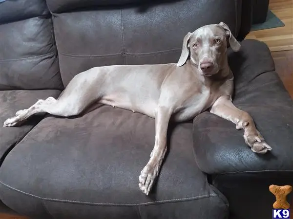 Weimaraner female dog: Gray Weimaraner lounging on a brown leather couch
