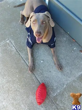 Weimaraner female dog: Gray Weimaraner wearing a blue shirt, lying on concrete