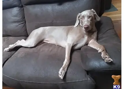 Weimaraner