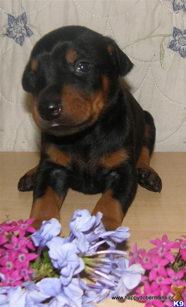 doberman pinscher puppy posted by happydobermans