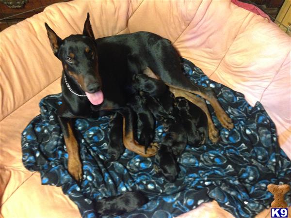 doberman pinscher puppy posted by happydobermans