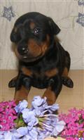 doberman pinscher puppy posted by happydobermans