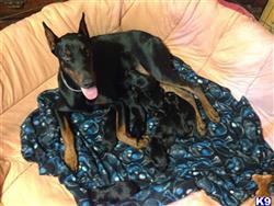 doberman pinscher puppy posted by happydobermans