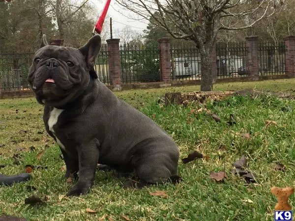 French Bulldog