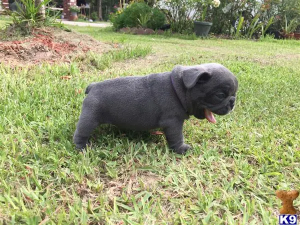 French Bulldog puppy for sale