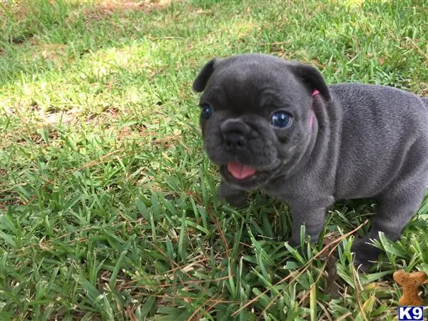 French Bulldog puppy for sale