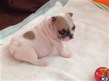 french bulldog puppy posted by happyfrench