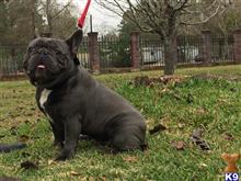 french bulldog puppy posted by happyfrench