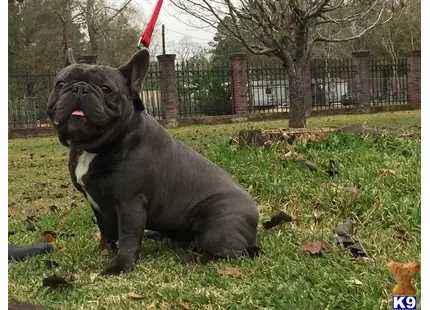 French Bulldog