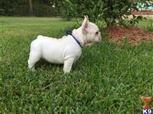 french bulldog puppy posted by happyfrench