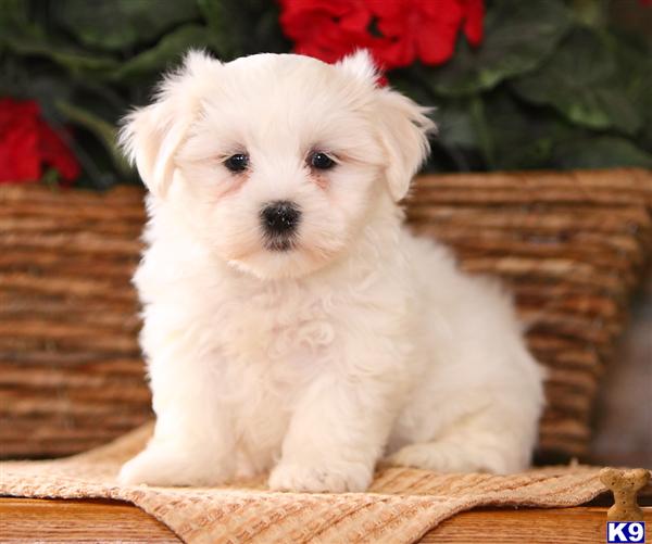 Mixed Breed Puppy for Sale Fluffy, Female 450 Shipping Available