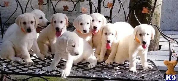 Labrador Retriever puppy for sale