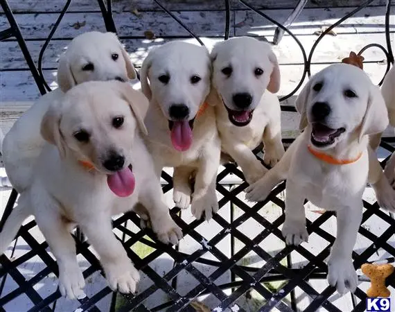 Labrador Retriever puppy for sale