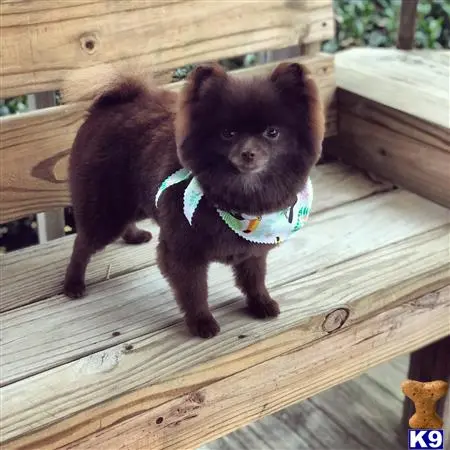 Pomeranian female dog