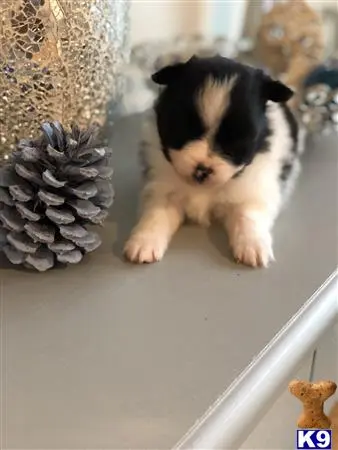 Pomeranian puppy for sale