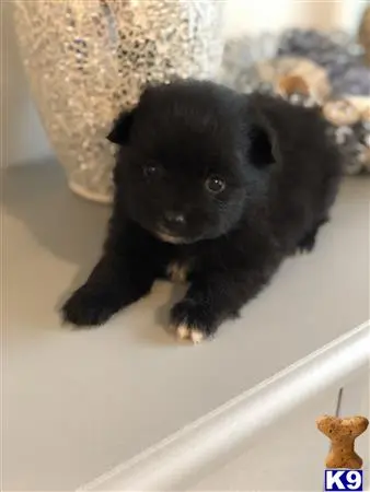 Pomeranian puppy for sale