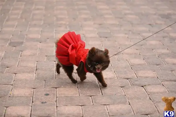 Pomeranian female dog