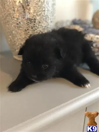 Pomeranian puppy for sale