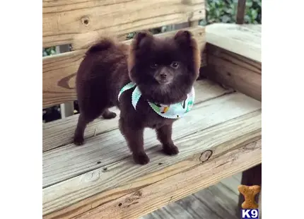 Pomeranian