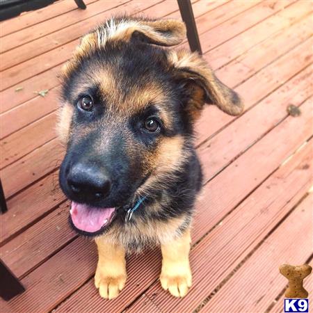 German Shepherd Puppy for Sale: German shepherd puppies for sale Text