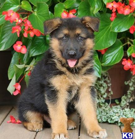 German Shepherd Puppy for Sale: Cute German Shepherd Puppies For Sale ...