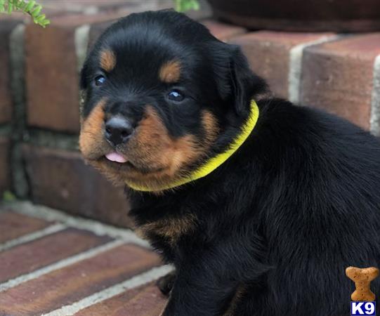 Rottweiler Puppy for Sale Cute Rottweiler Puppies For Sale Text US at