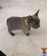 french bulldog puppy posted by hardyphilips80