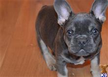 french bulldog puppy posted by hardyphilips80